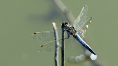 Blaugrüne Mosaikjungfer (1).jpg